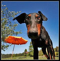 Dobermann coda corta