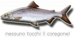 Non Toccate il Coregone