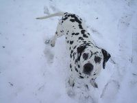 DaDog in Divisa da Spetsnaz